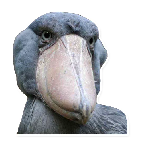 animal bird aquatic bird