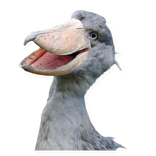 animal animal figure aquatic bird