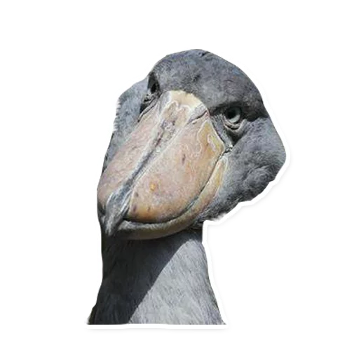 animal bird aquatic bird