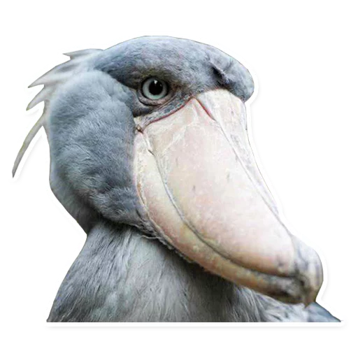 bird animal aquatic bird