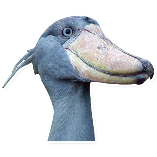 animal aquatic bird bird