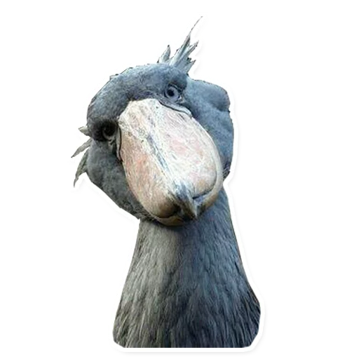 bird animal aquatic bird