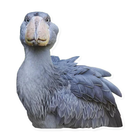 animal bird aquatic bird