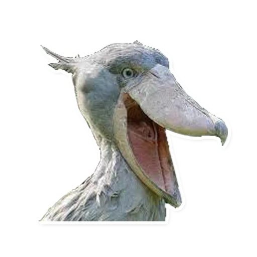 animal aquatic bird bird