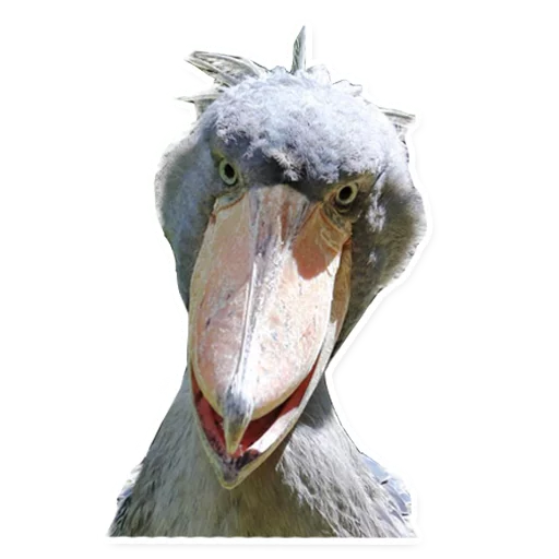 animal bird aquatic bird