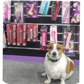 Sticker @stiki_tg_nah_canal - 6