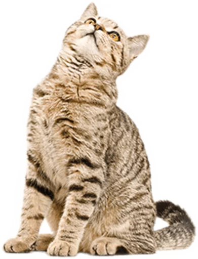 animal mammal felidae