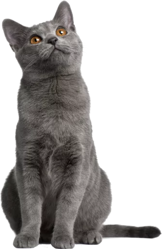 domestic cat animal cat