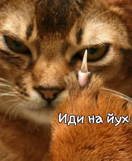 Sticker Лиза пак - 7