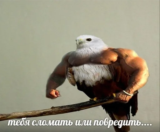 животное птица