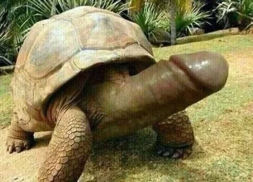 животное пресмыкающееся млекопитающее