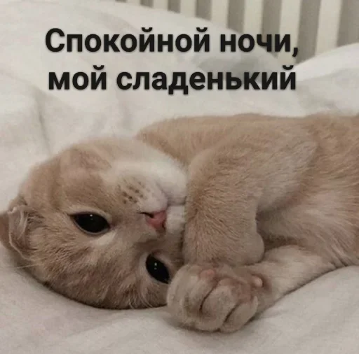 Sticker Стики из @Anonymnyi_chat_bot - 2