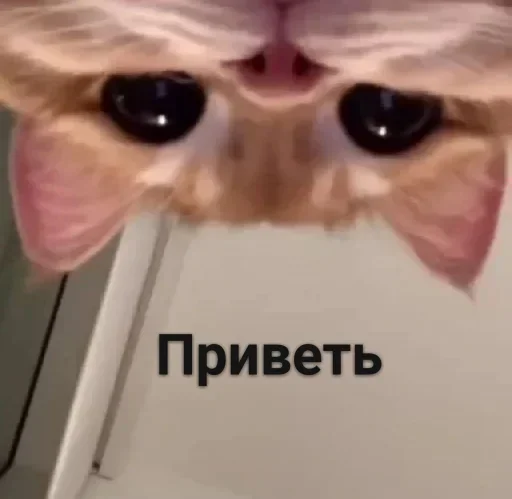 Sticker Стики из @Anonymnyi_chat_bot - 0