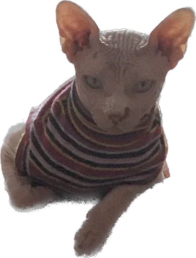 Sticker LOKAstick - 1