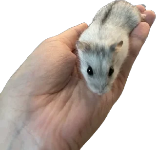 Стикер Loka_stick - 0