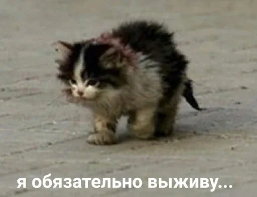 млекопитающее животное кошка