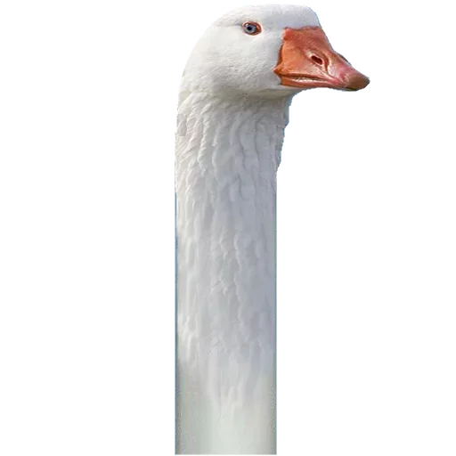 aquatic bird animal bird