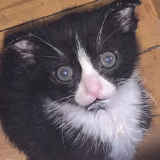 Стикер Больше стикеров 👉🏻 @stickertg4 - 5