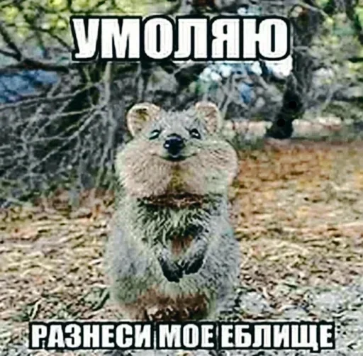 Sticker LYCRLYSFCJ_by_stikeri_stikeri_bot - 1