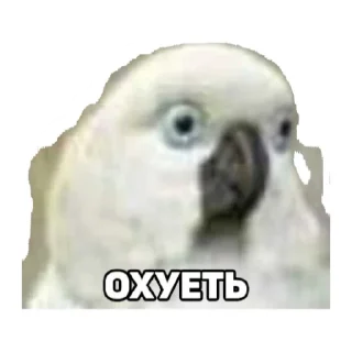 Sticker Лаба - 8