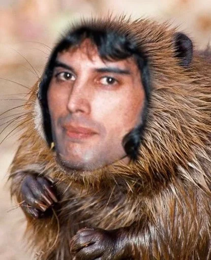 животное млекопитающее мех