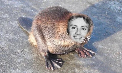 животное млекопитающее земля