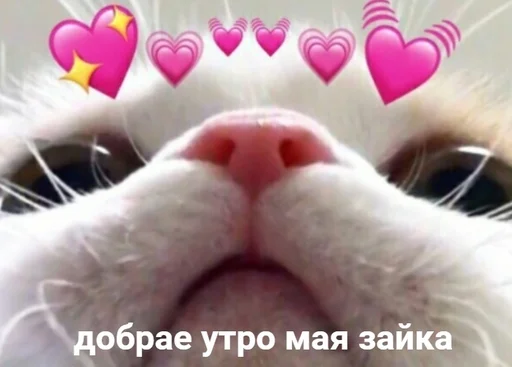 Стикер Skykot - 10