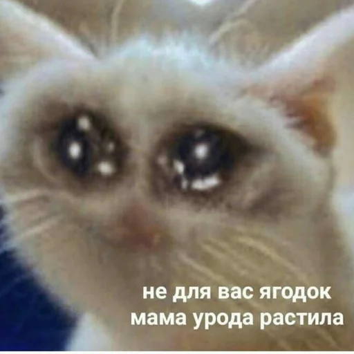 Стикер Skykot - 9