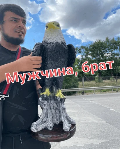 птица небо облако