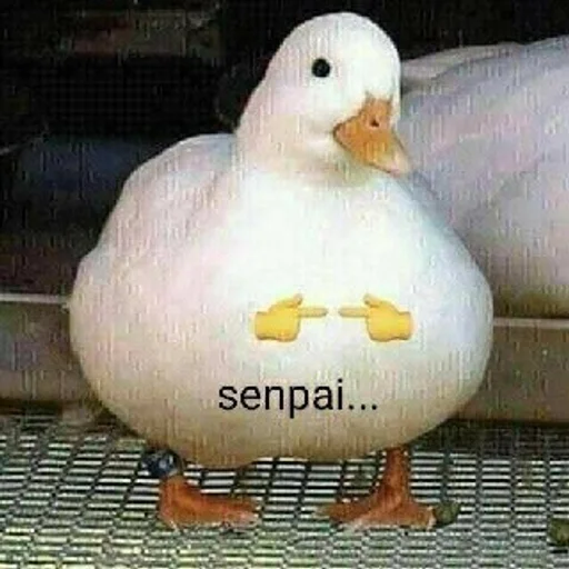 птица животное водная птица