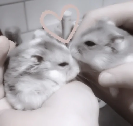 mammal animal hamster