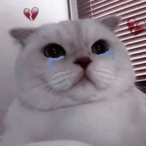 mammal cat domestic cat