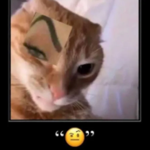 кошки малого и среднего размера кошачьи домашняя кошка