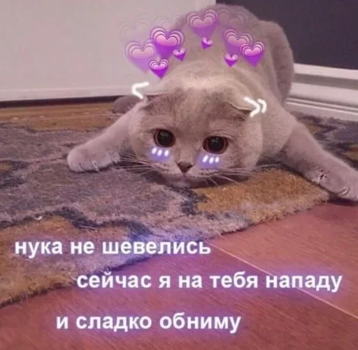 кошка животное кошки малого и среднего размера