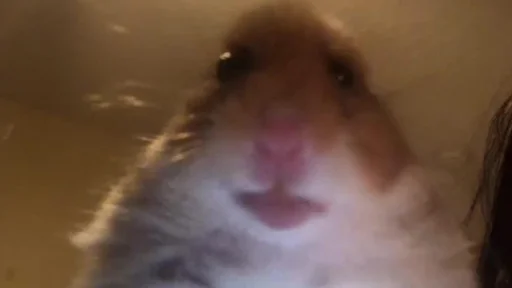 animal mammal hamster