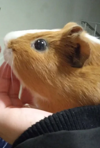 rodent hamster mouse