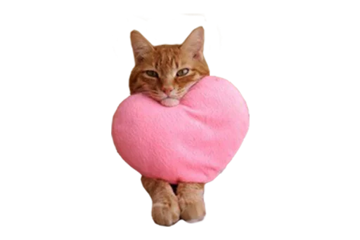 pink small to medium-sized cats felidae