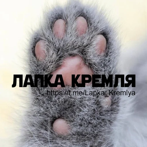 Лапка кремля - 