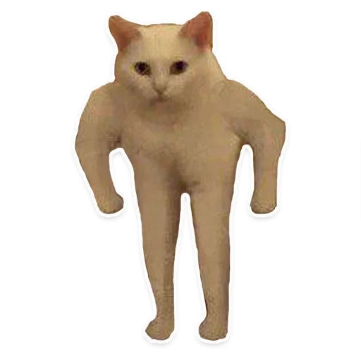 domestic cat small to medium-sized cats animal