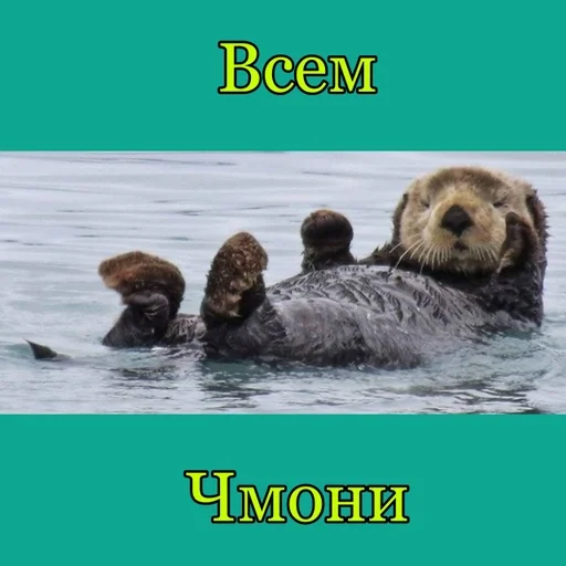 mammal animal sea otter