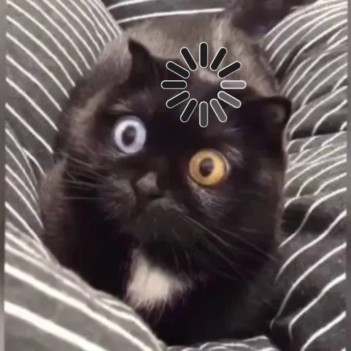 domestic cat cat small to medium-sized cats