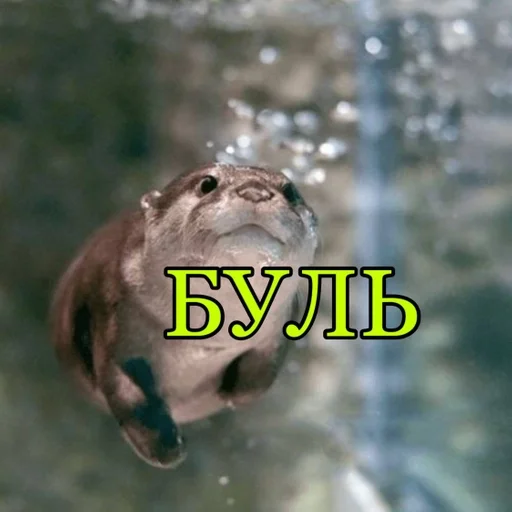 animal mammal marine mammal