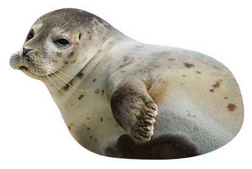 animal mammal aquatic mammal