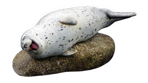 животное тюлень водные млекопитающие