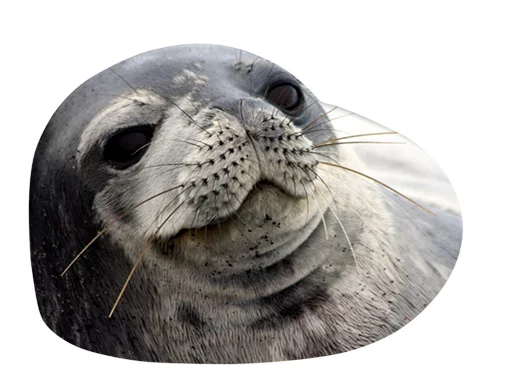 животное млекопитающее тюлень