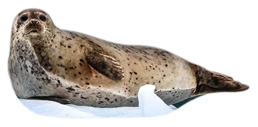 животное млекопитающее морские млекопитающие