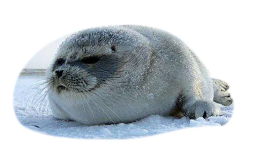 животное млекопитающее тюлень