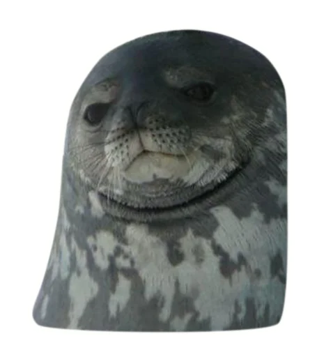 животное млекопитающее тюлень