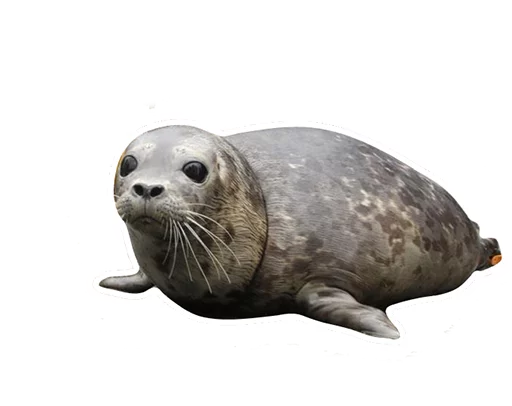 животное млекопитающее водные млекопитающие