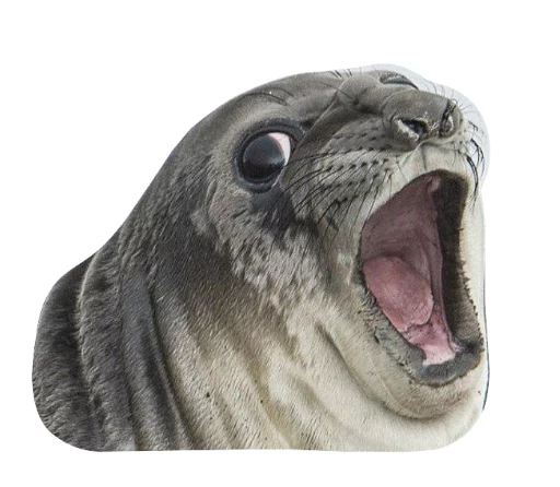 animal mammal marine mammal